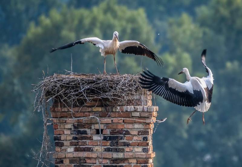 Professional Chimney Animal Removal Services in Oakbrook, Illinois